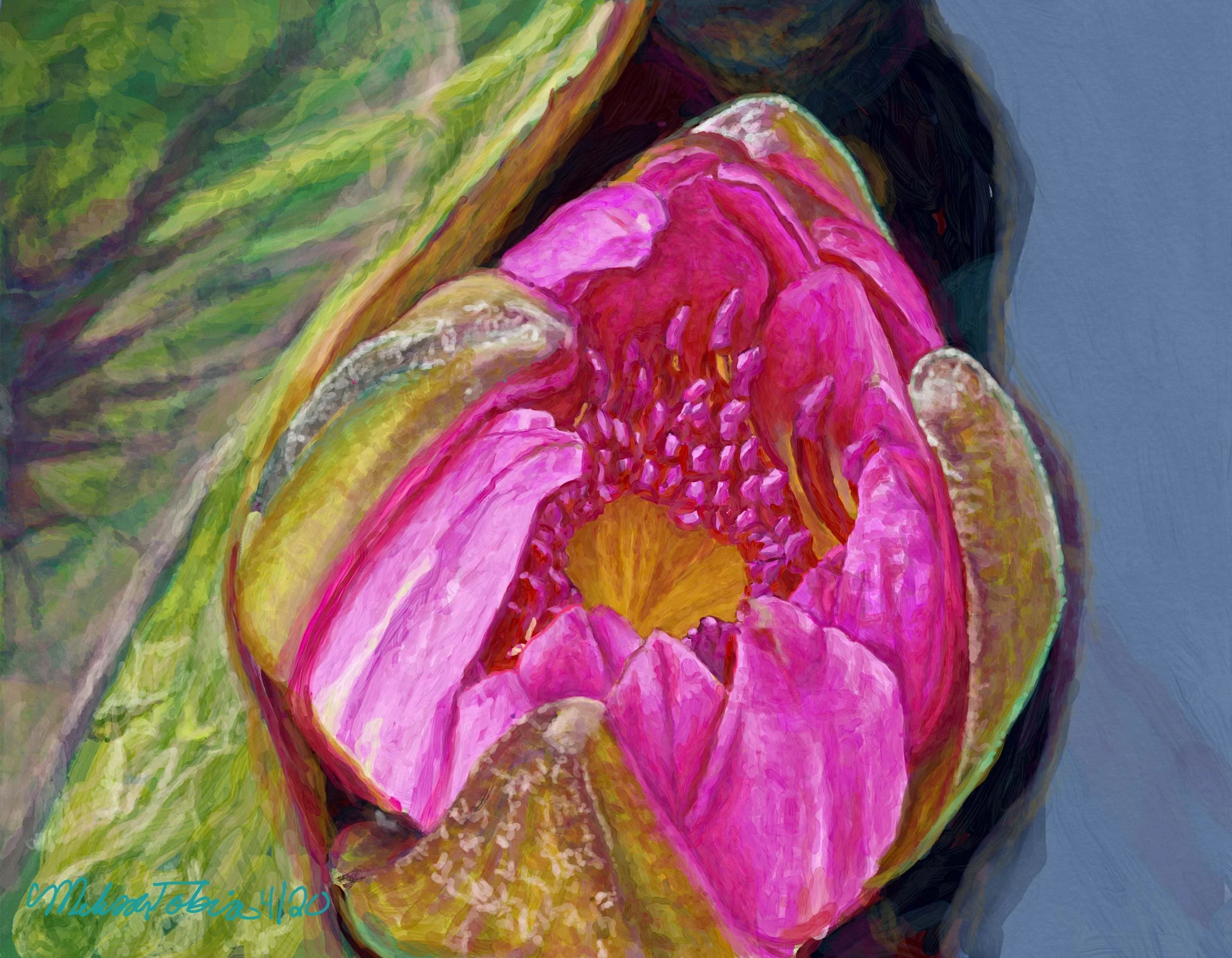 Digital painting of a magenta water lily opening above a green lily pad against deep blue water