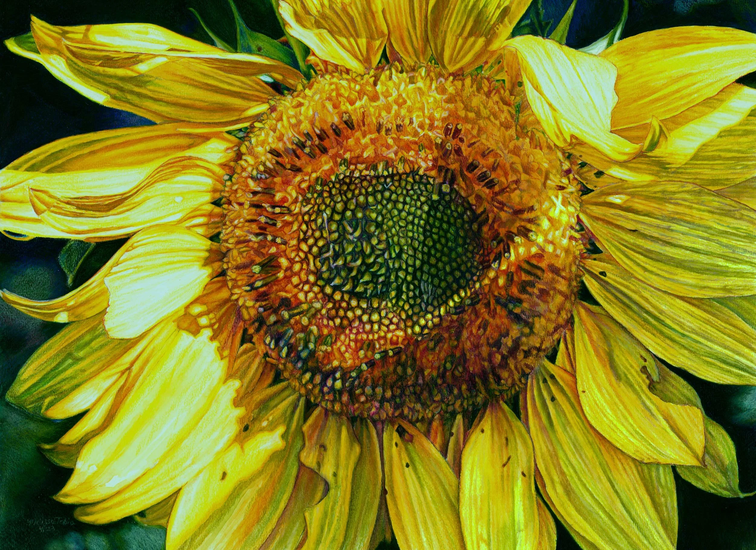 sunbeam-sunflower_lowres_NWM-cropped-9x12.jpg