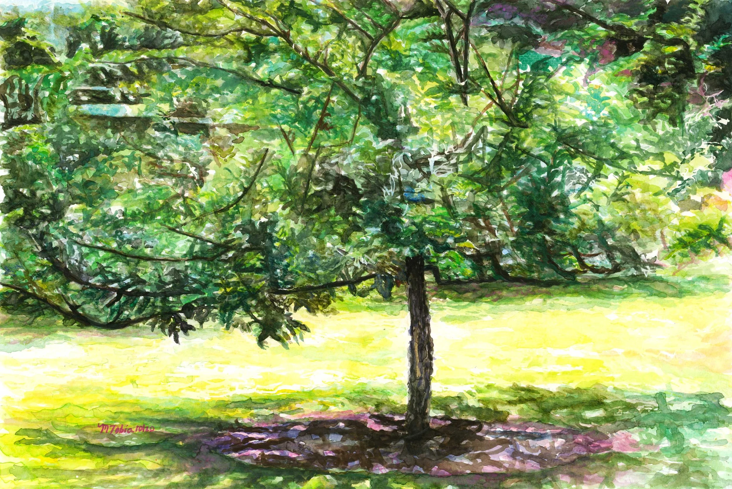 Original watercolor painting of a crabapple tree with a wide green canopy over a sunlit lawn