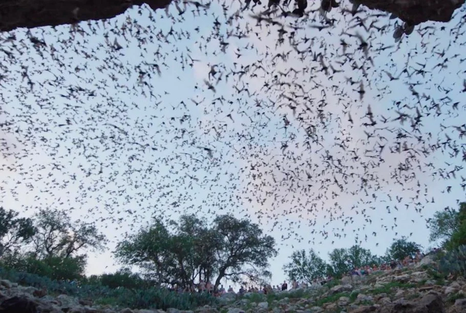 “The Invisible Mammal” Feature Documentary