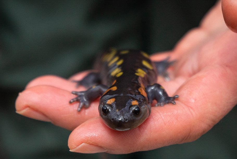 “Hear Me Roar” / Shorts Program F