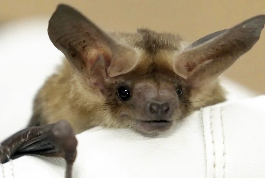 “The Invisible Mammal” Feature Documentary