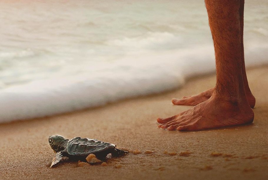 “Turtle Walker” / Feature Documentary