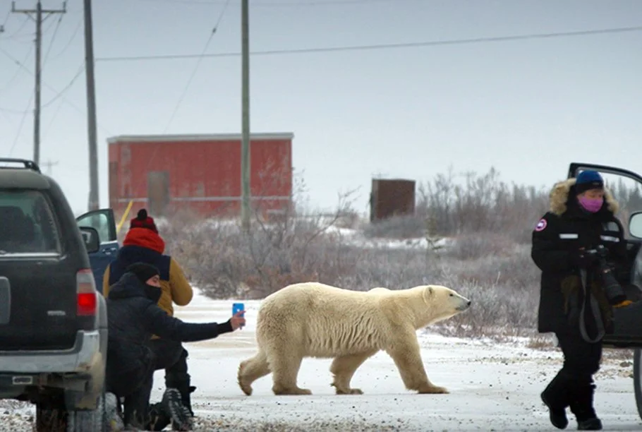 “Nuisance Bear” / Feature Documentary