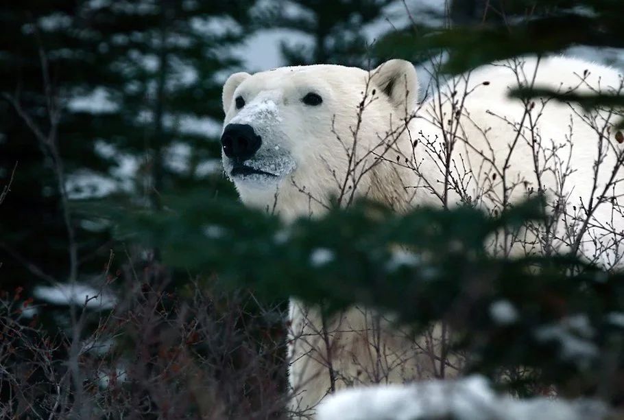 “Nuisance Bear” / Feature Documentary