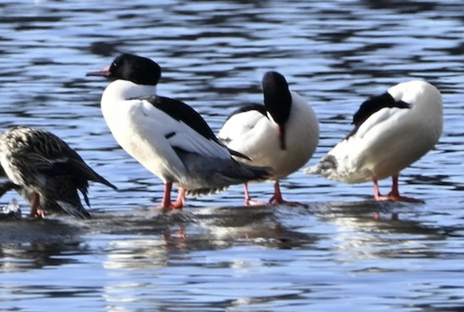“Friday Birdwatching with Nate Crane” / Outdoor Tours and Experiences