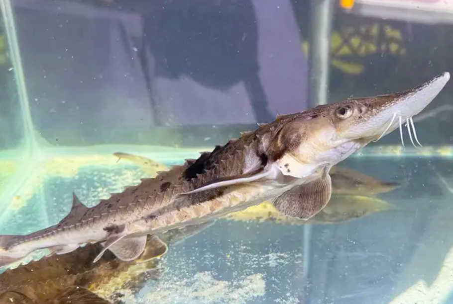 “Fintastic Close-Ups with the Dinosaur Fish” / Outdoor Tours and Experiences