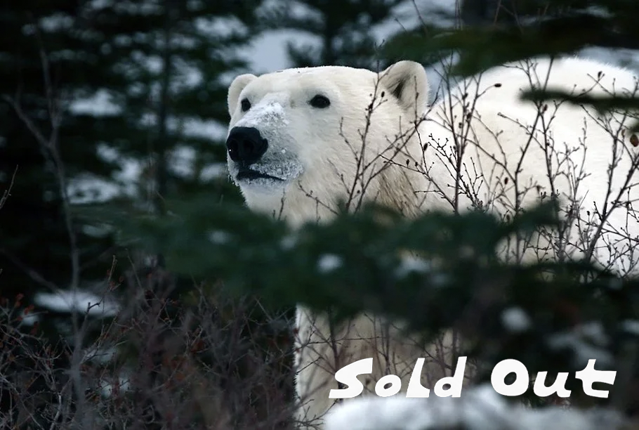 “Nuisance Bear” / Feature Documentary