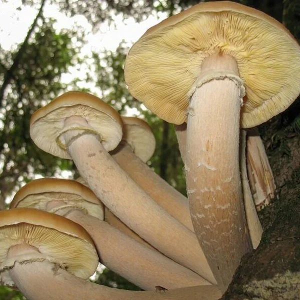“The Humongous Fungus Among Us” / Feature Documentary — Old Mission ...