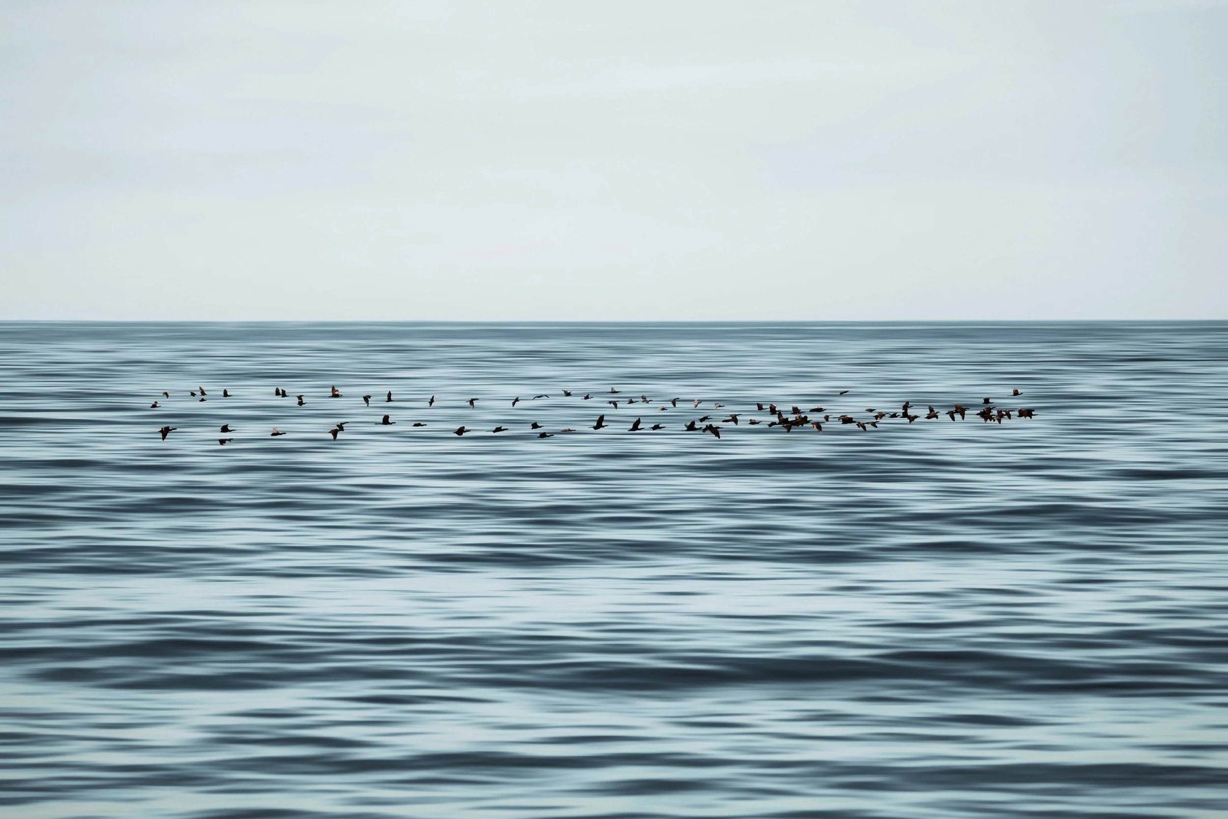 birds.jpg