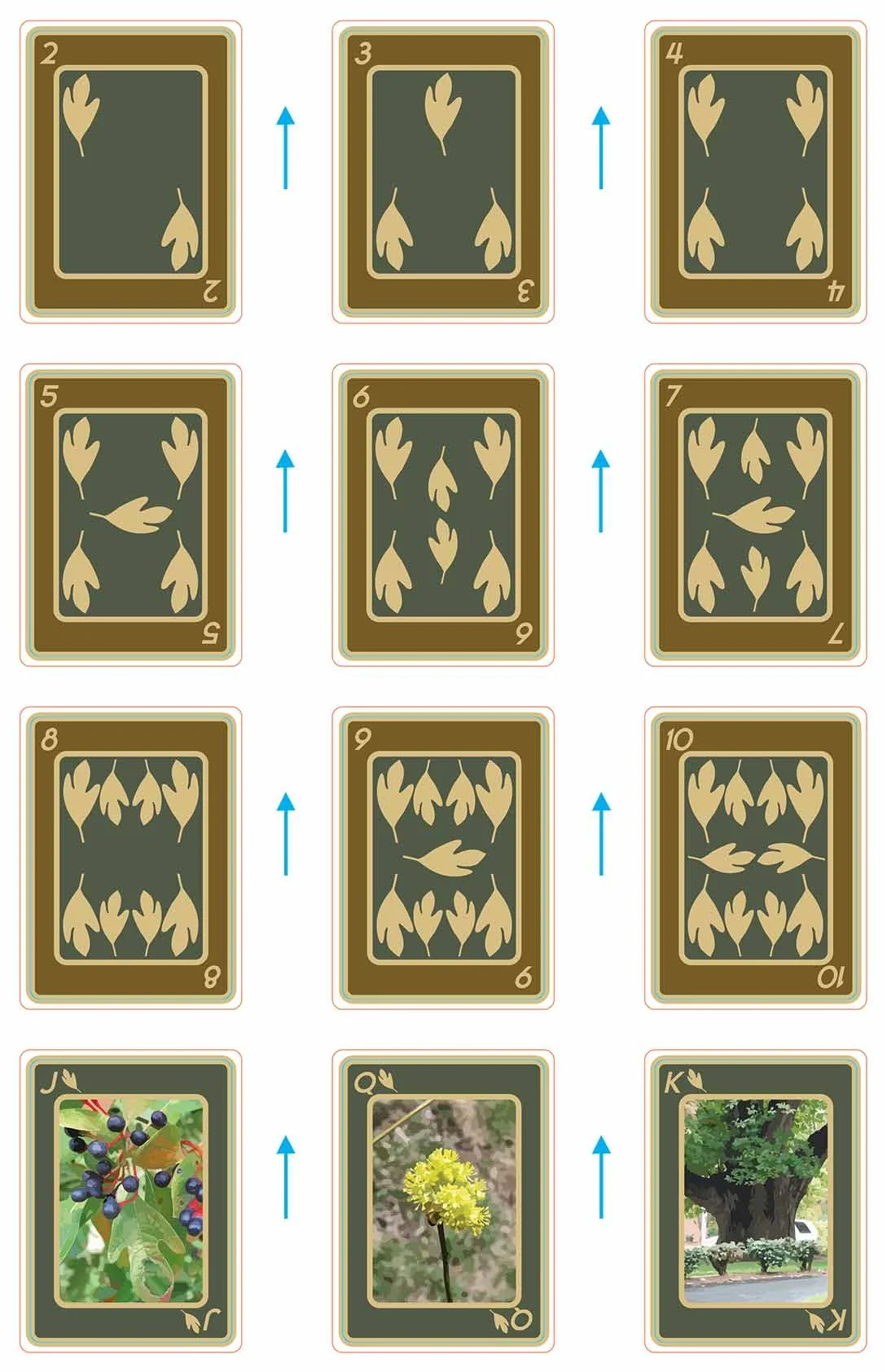 playingcards_Sassafrass.jpg