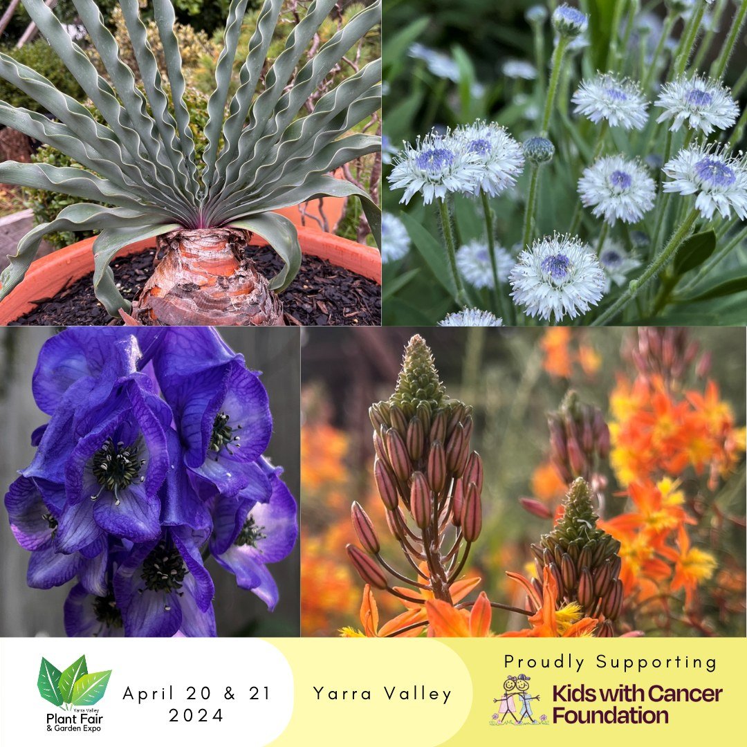 Treasured Perennials Nursery are always adding new varieties to their extensive range of rare, unusual &amp; hard to find perennials, bulbs &amp; shrubs &amp; the variety they bring to the Yarra Valley Autumn Plant Fair &amp; Garden Expo, never fails