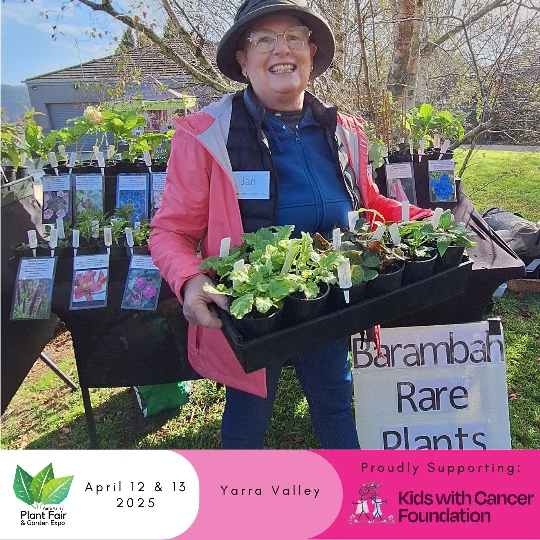 🌱 @barambahrareplants  will be back at our Autumn Plant Fair with a stunning selection of rare and hard-to-find perennials and shrubs, including their famous unusual hydrangeas! 😍🌼

Jan, a passionate grower and collector of unique, garden-worthy p