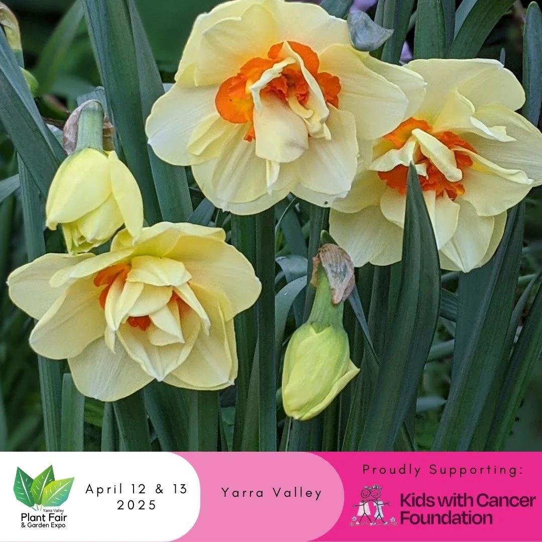 🌸 Visit @hancocksdaffodils  stall at the Yarra Valley Autumn Plant Fair &amp; Garden Expo! 🌿

🌼 Come explore a stunning selection of daffodils and get expert tips on how to grow them in your garden! 🌱

📍 Where: 125 Quayle Road, Wandin
📅 When: 1
