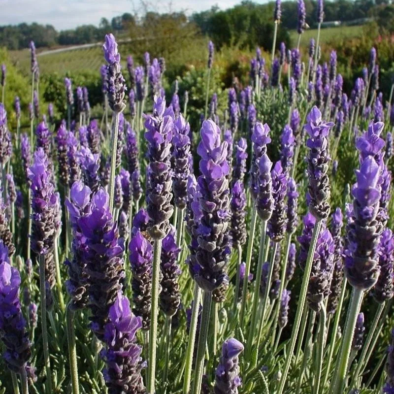Position Vacant: Office Administrator
🌱 Organised, Friendly &amp; Tech-Savvy? Join Our Yarra Valley Nursery!

Larkman Nurseries is a family-run wholesale tubestock nursery in Lilydale, VIC.
We are looking for a proactive, detail-focused Office Admin
