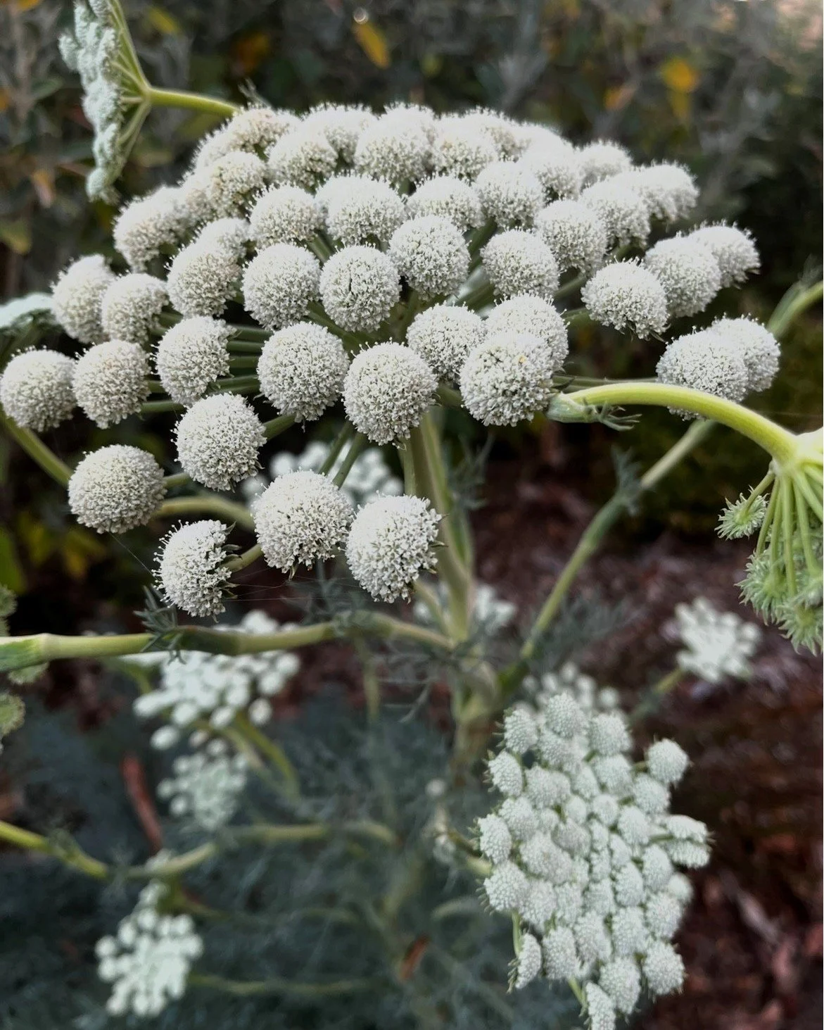 🌷 Treasured Perennials Nursery is Back! 🌷

Having never missed one of our events, Ben &amp; Kerrie Brooker of Treasured Perennials Nursery @treasuredperennials will once again be bringing their impressive range of rare, unusual, and hard-to-find pe