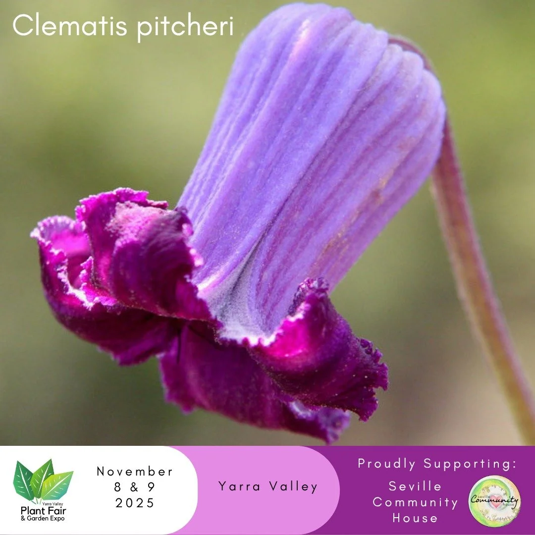 🌱 For the Love of Seed...

Featuring an extensive new range of locally sourced seed, with over 200 different varieties to explore! Whether you&rsquo;re a passionate collector or a curious beginner, there&rsquo;s sure to be something that catches you