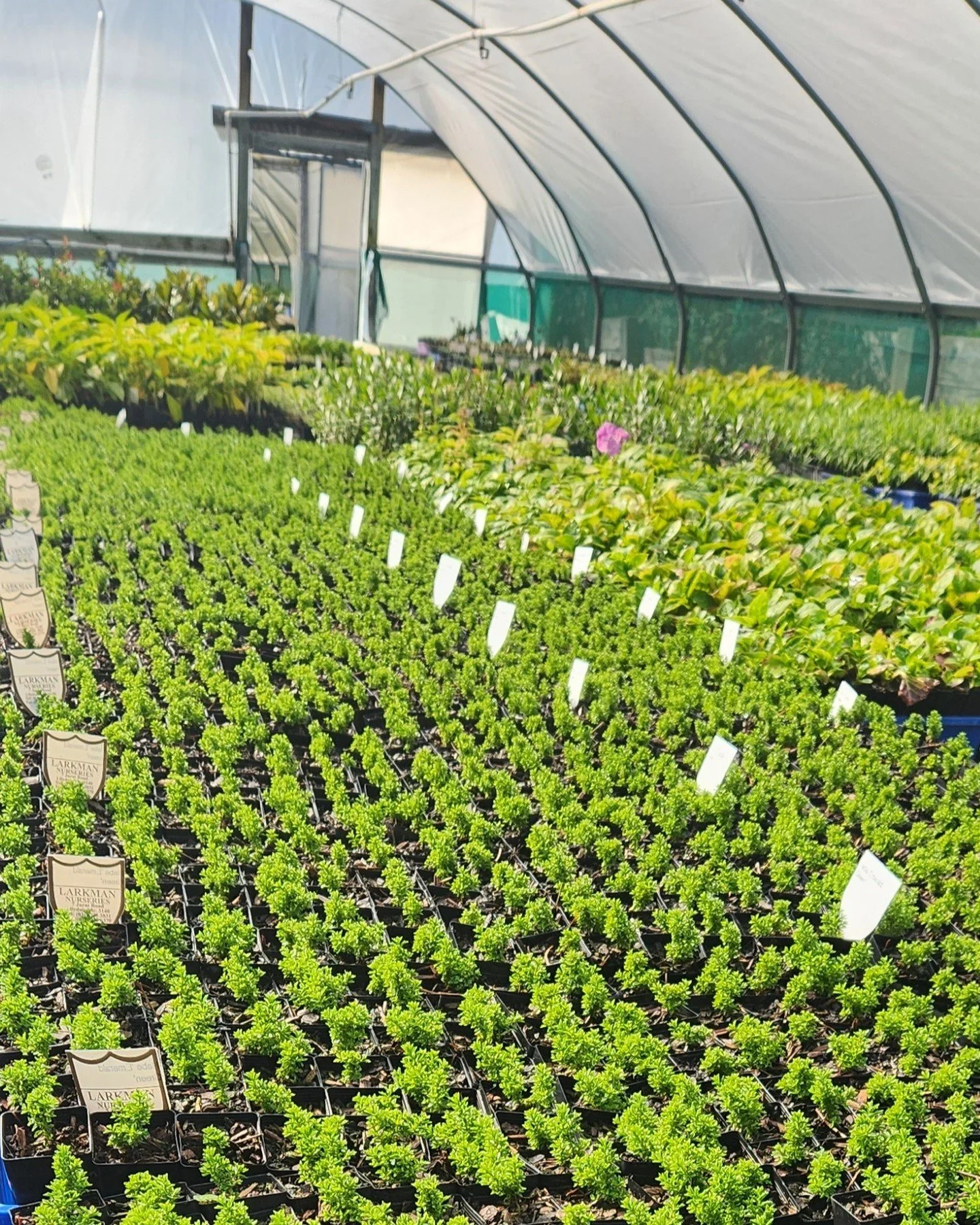 🌿 Job Opportunity - Office All-Rounder (Lilydale, VIC)

Larkman Nurseries, a family-owned wholesale propagation nursery in the scenic Yarra Valley, is seeking a reliable and proactive Office All-Rounder / Administrator to join our team for an immedi