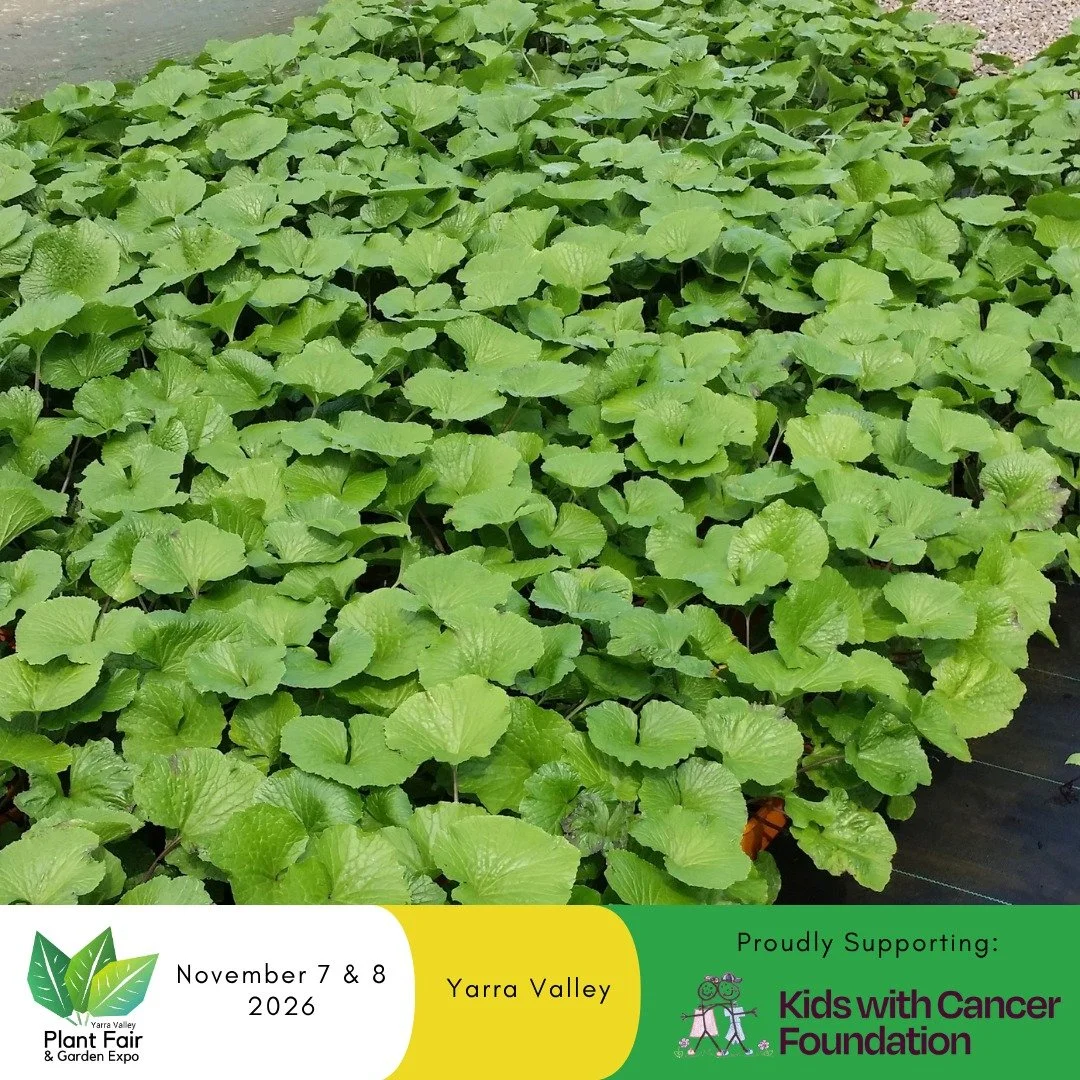 🌿 DID YOU KNOW MOST &ldquo;WASABI&rdquo; ISN&rsquo;T ACTUALLY WASABI? 🍣

Meet Wasabi (Eutrema japonicum) &lsquo;Mazuma&rsquo;, a true Japanese wasabi cultivar prized for its pungent, high-heat rhizomes and authentic wasabi flavour. 🌱

This premium