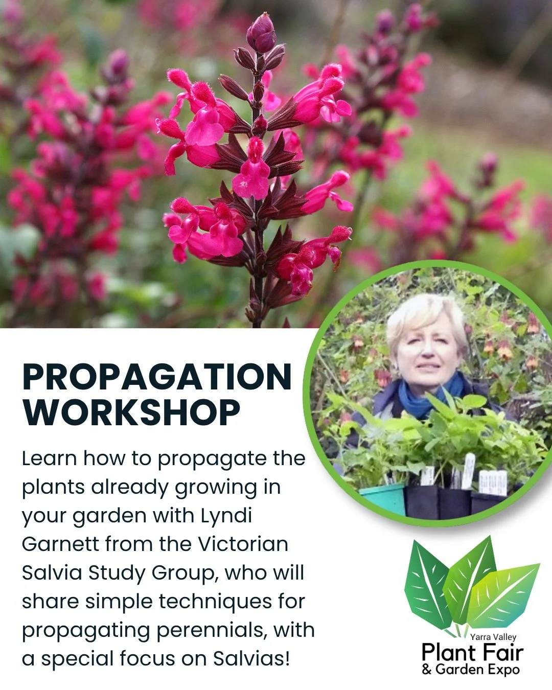 🌱 Learn How To Propagate Your Own Plants! 🌱

Ever wished you could grow more plants from the ones already thriving in your garden? Join Lyndi Garnett from the Victorian Salvia Study Group at the Yarra Valley Spring Plant Fair &amp; Garden Expo for 