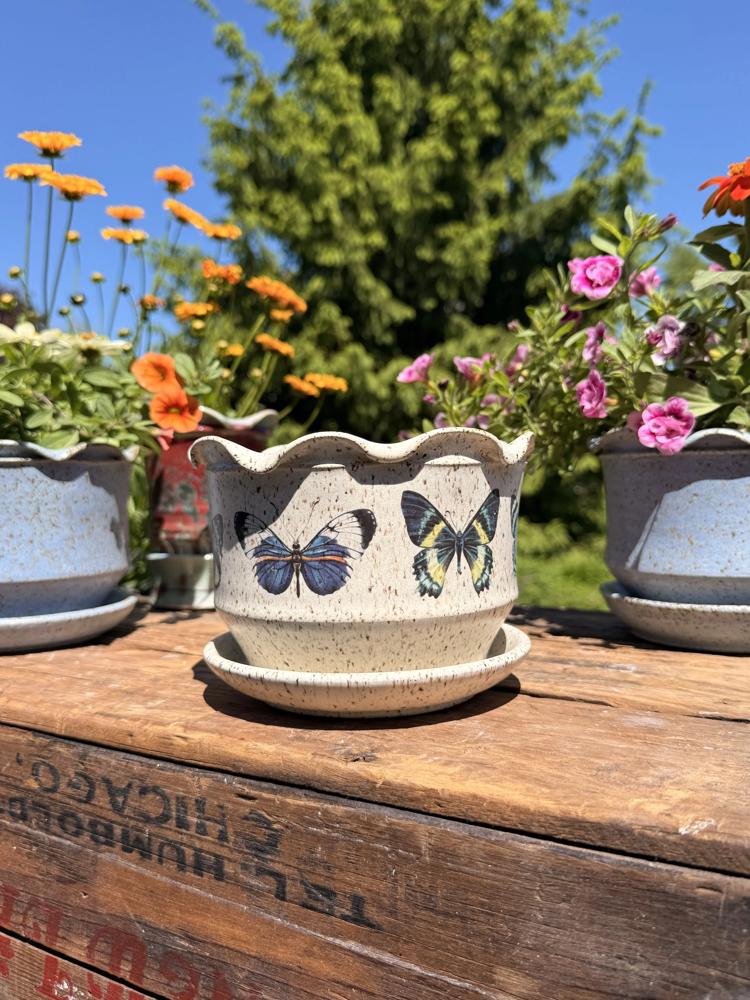 Cool Butterfly Planter | Alabaster
