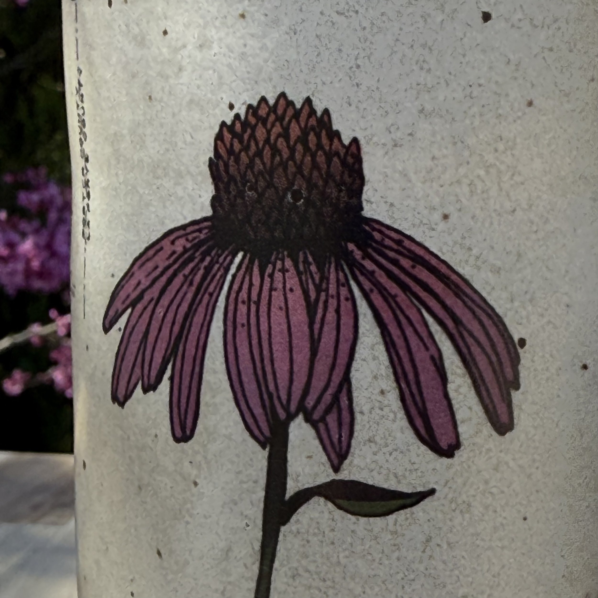 IMG_4166.jpeg