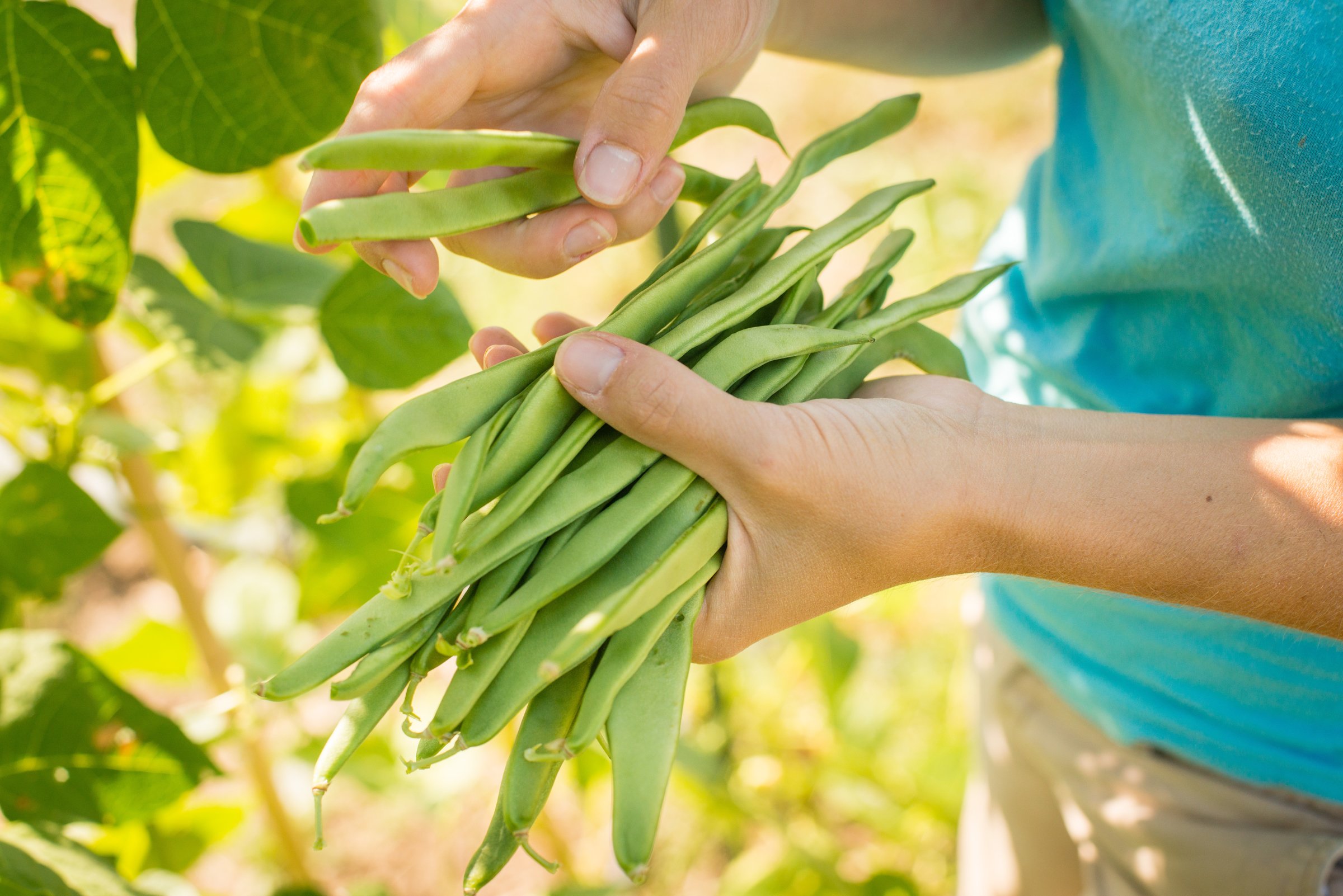 Csa Diggin Roots Farm