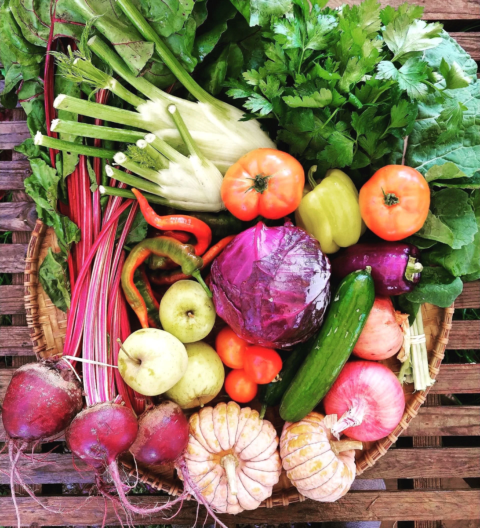 Csa Diggin Roots Farm