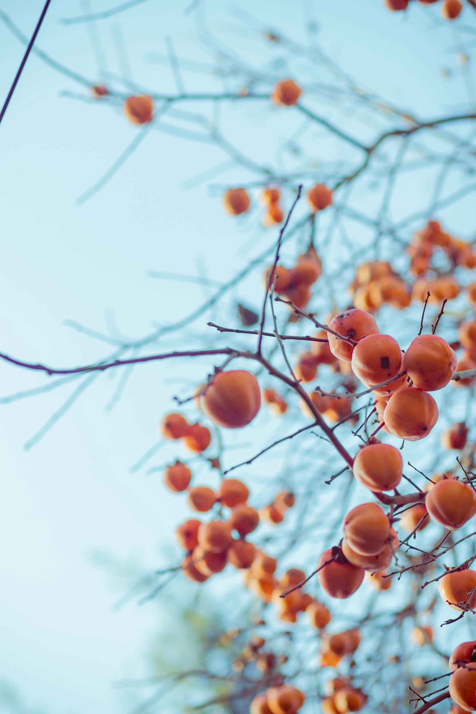 Persimmon Community Acupuncture