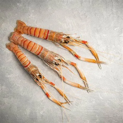 European Langoustine
