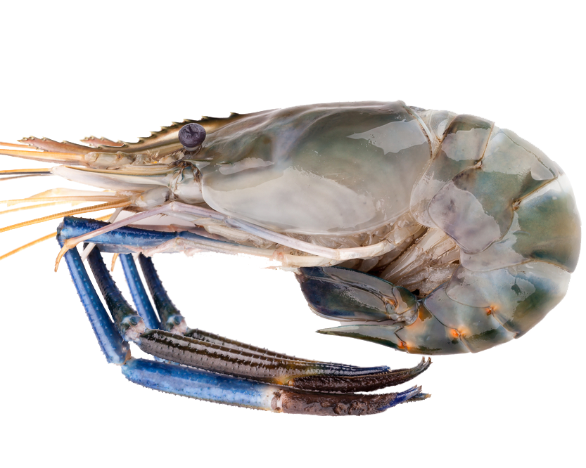 Fresh Water Prawns 2-4