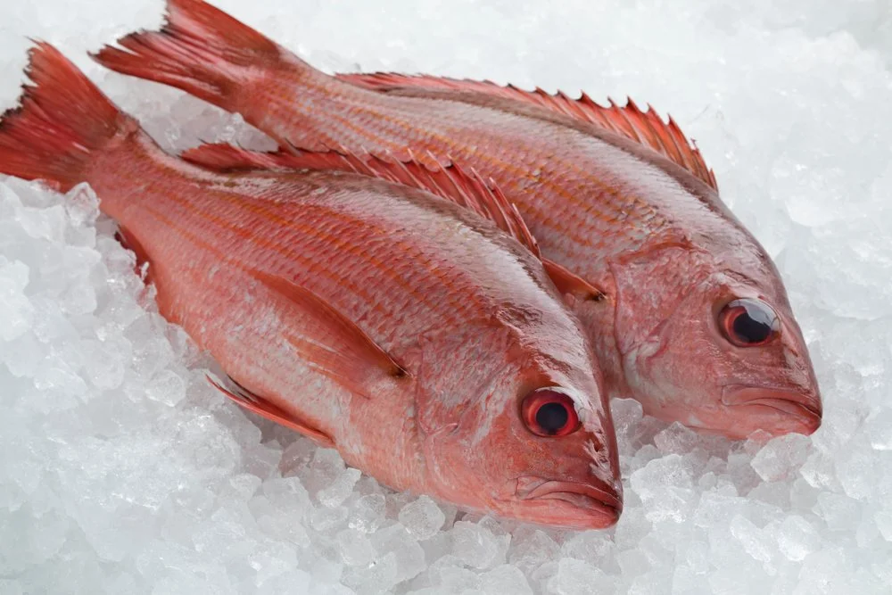 New Zealand Red Snapper