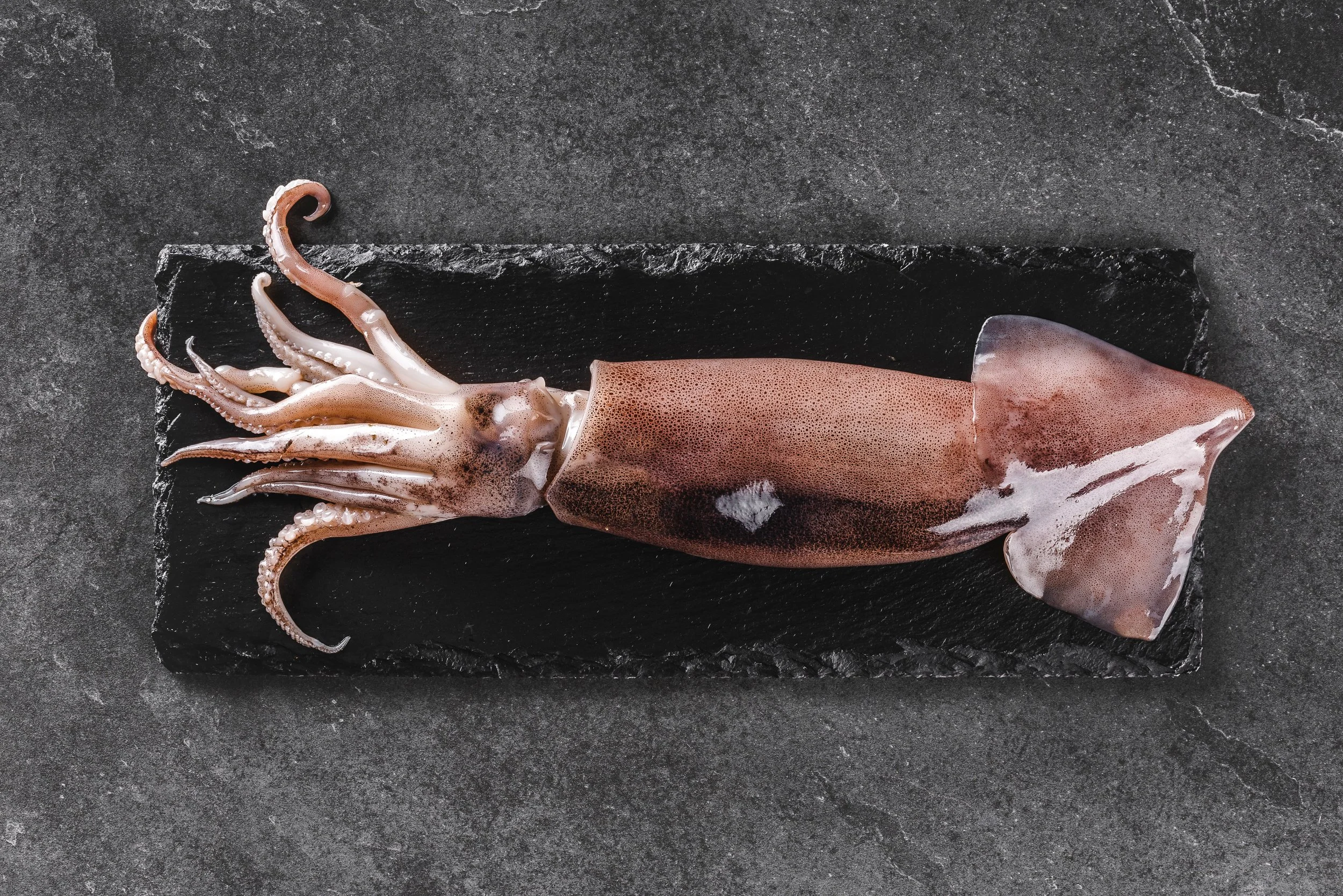 European Squid