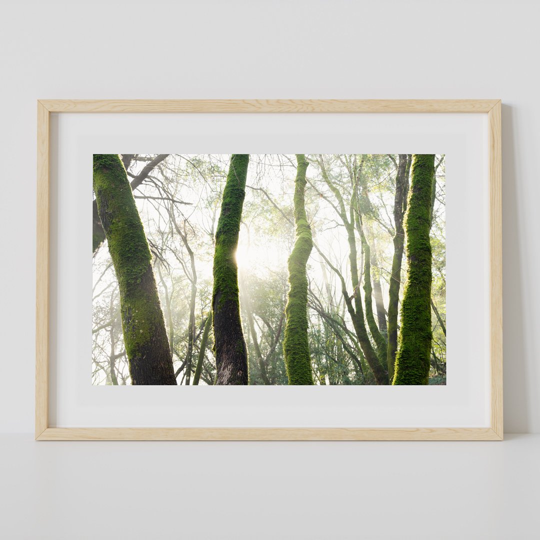 NAPA-TREES-MAT.jpg
