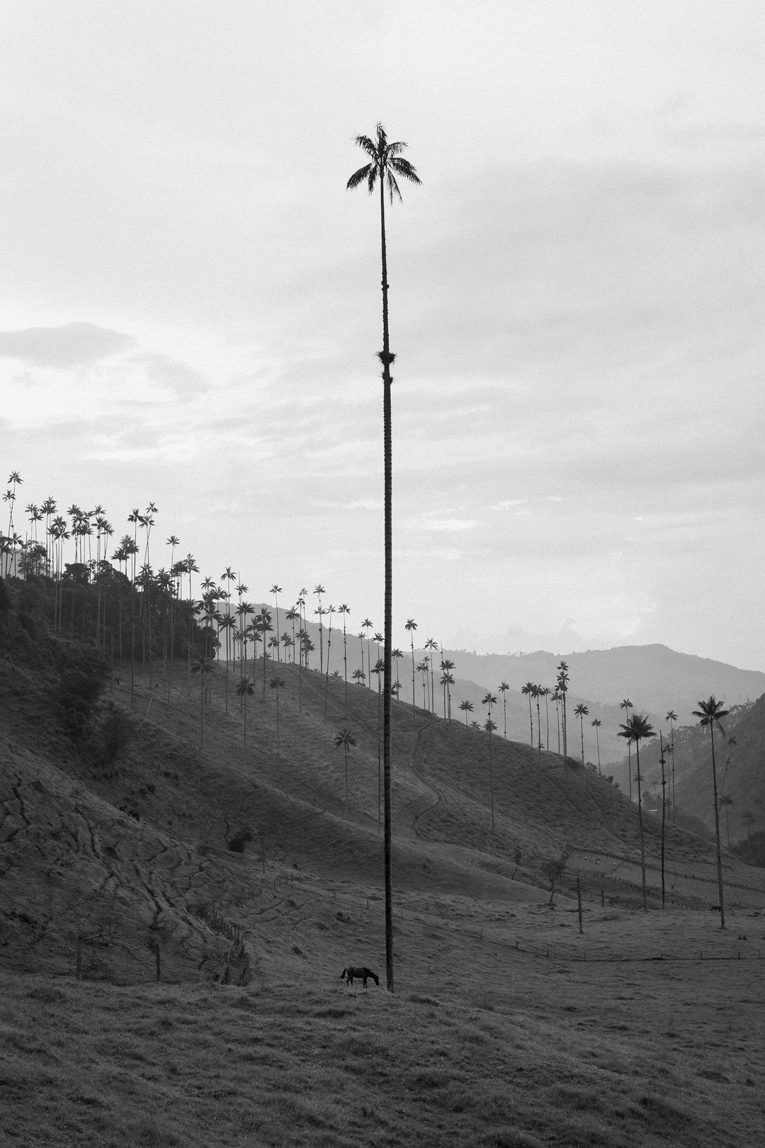 COCORA-FULL.jpg