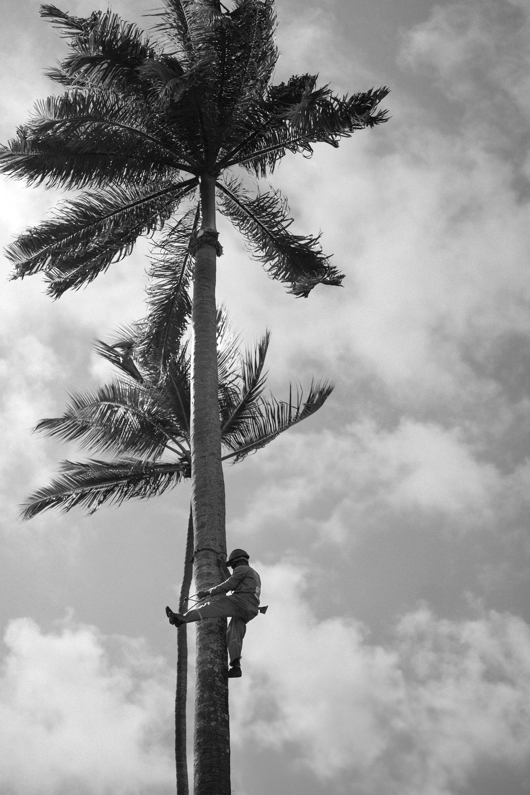 TREE-CLIMBER.jpg