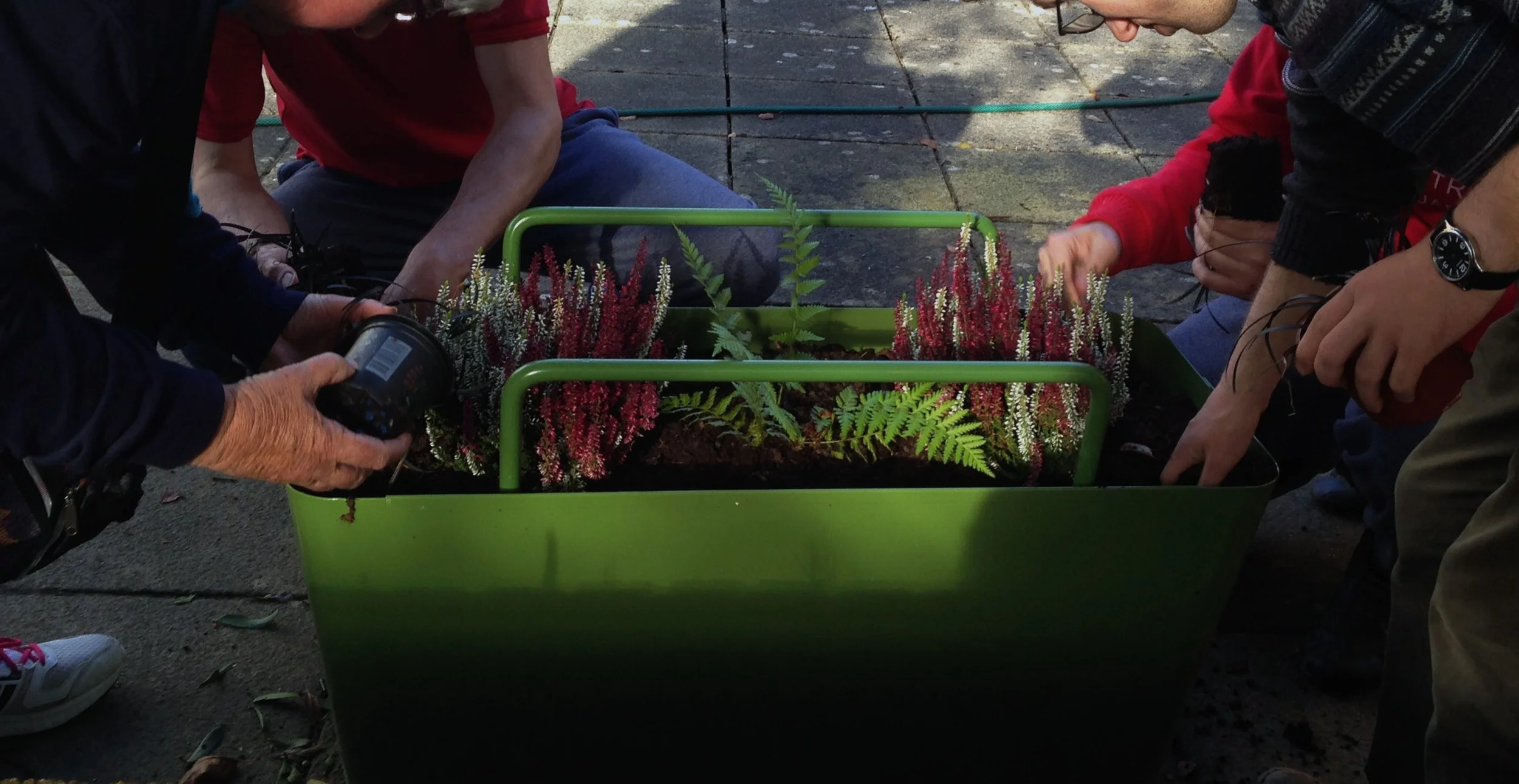 Two people planting ferns and heathers into a green planter