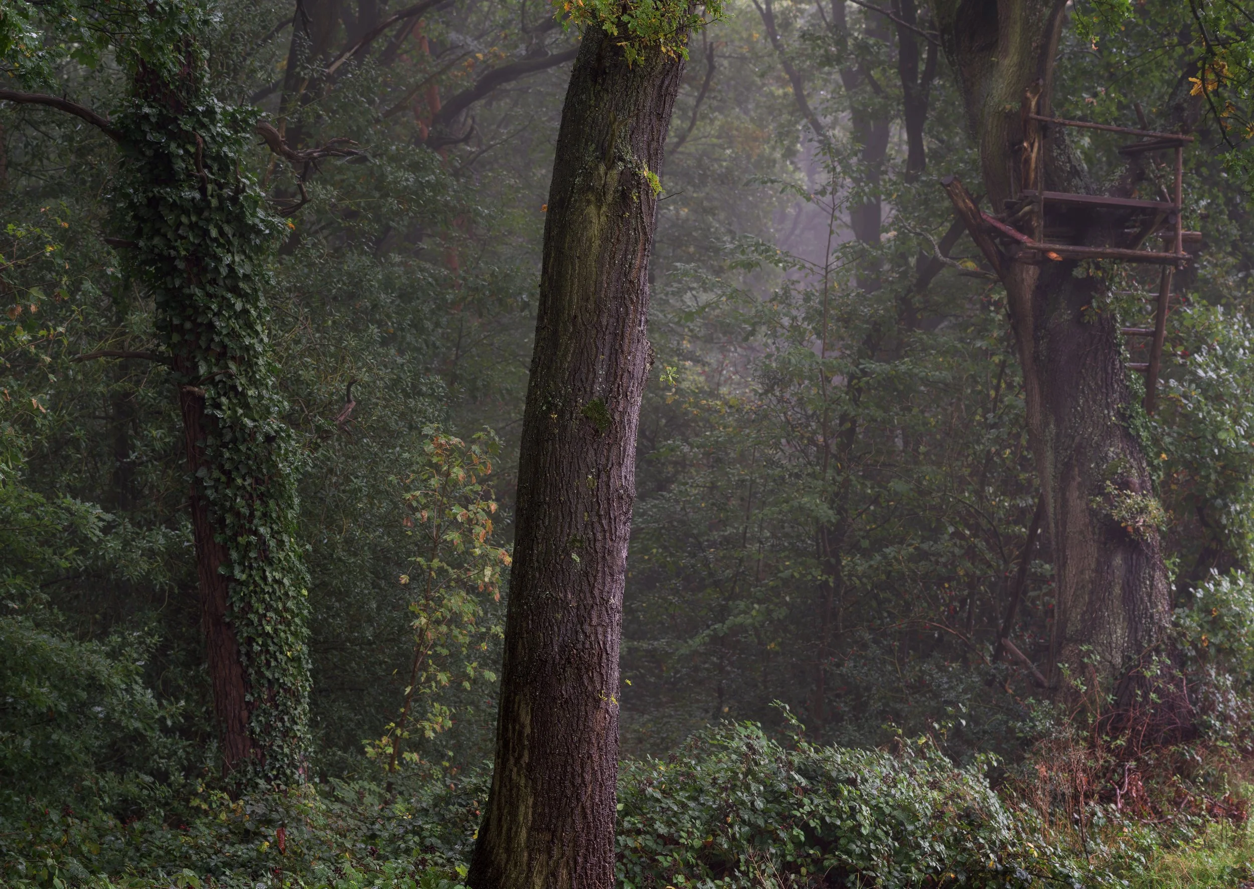 Drei Bäume und ein Hochsitz