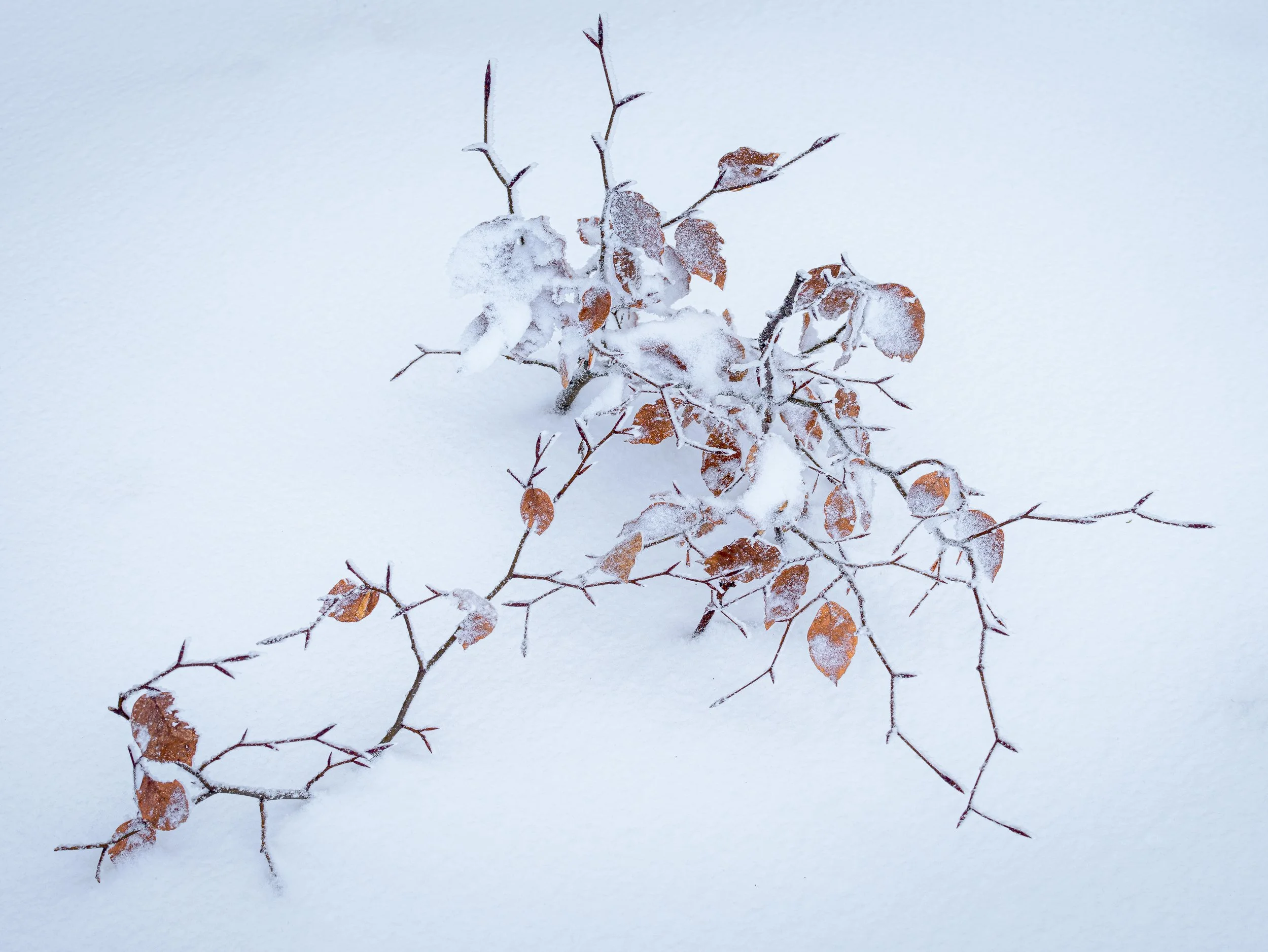 Weiße Leinwand - Buchen im Schnee