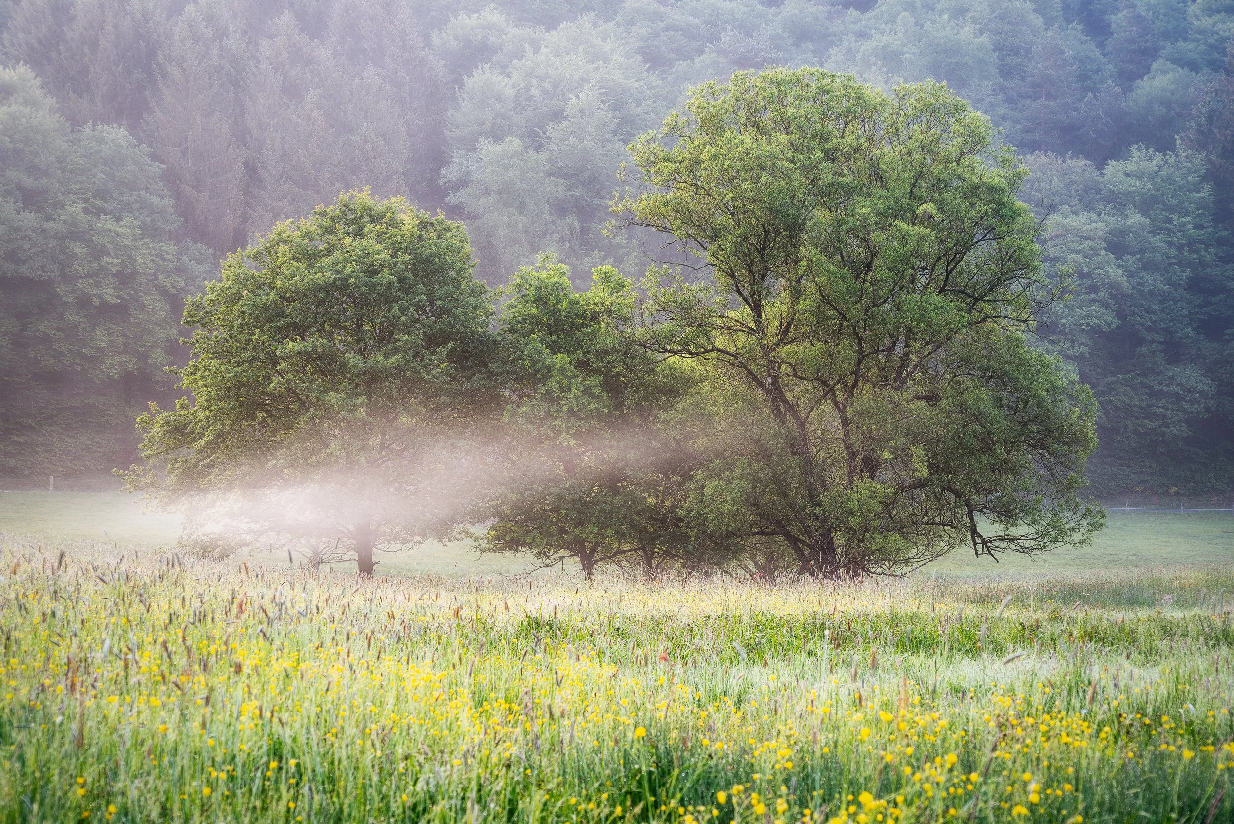 Meadow in the morning