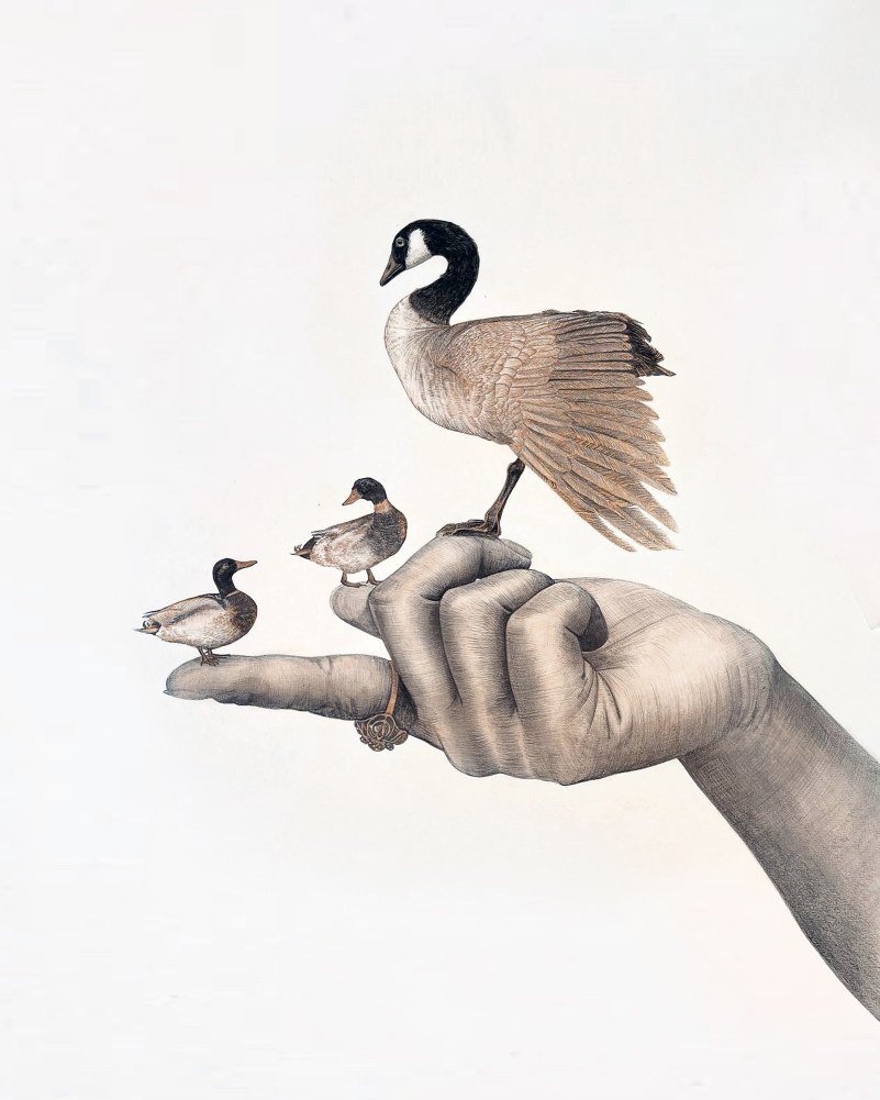 Duck , Duck, Goose