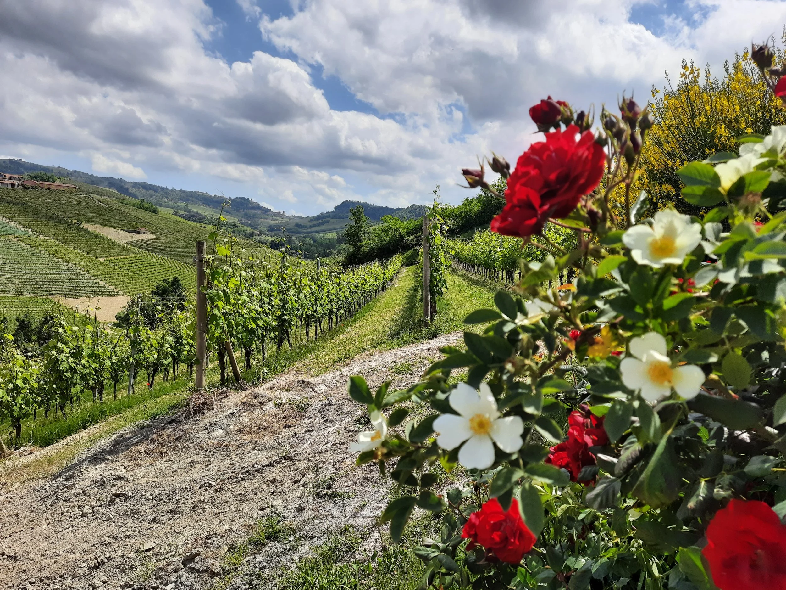 Langhe vineyards landscape near Bra, Piedmont, Italy