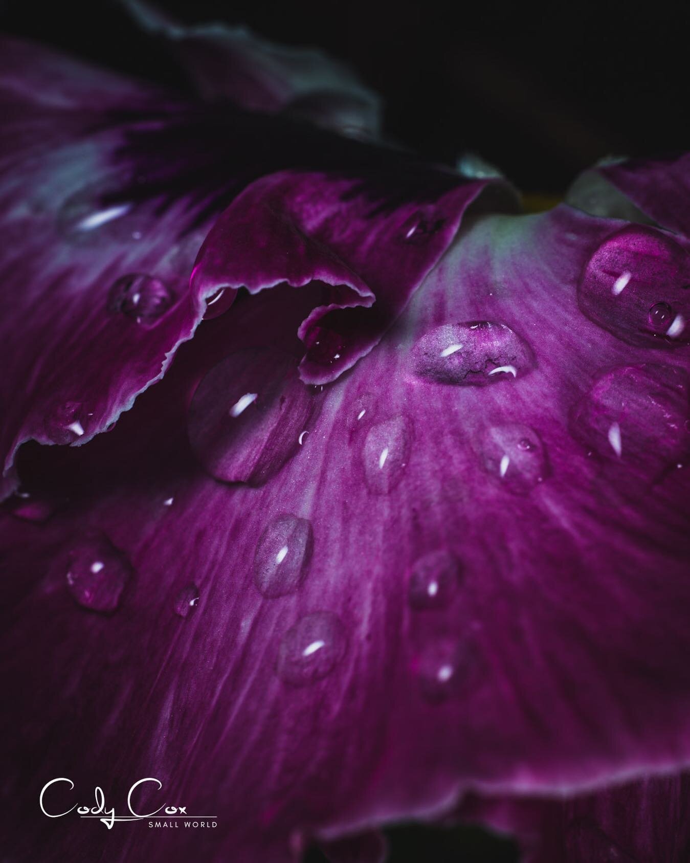 Small World - October 5
.
Morning dewdrops make everyone feel a little better. 🥰
.
#smallworld #dewdrops #macroart #flowerdewdrops #rogersar #flowerartography #nwarkansas #purpleflowers #macro_love