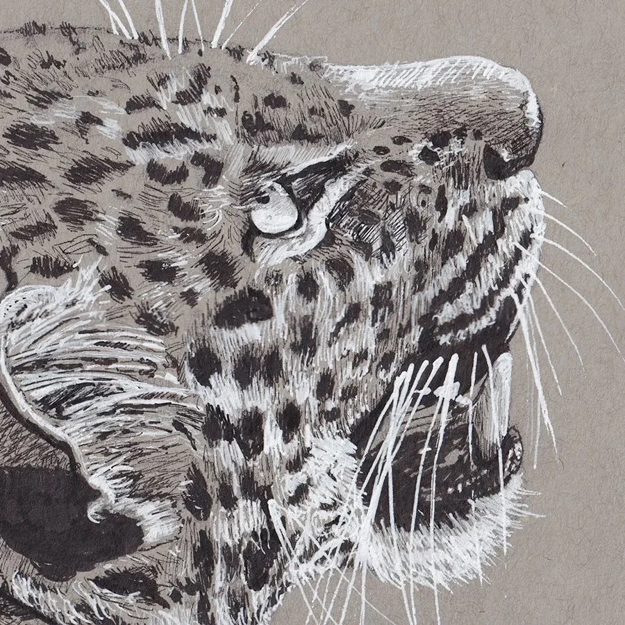Leopard
