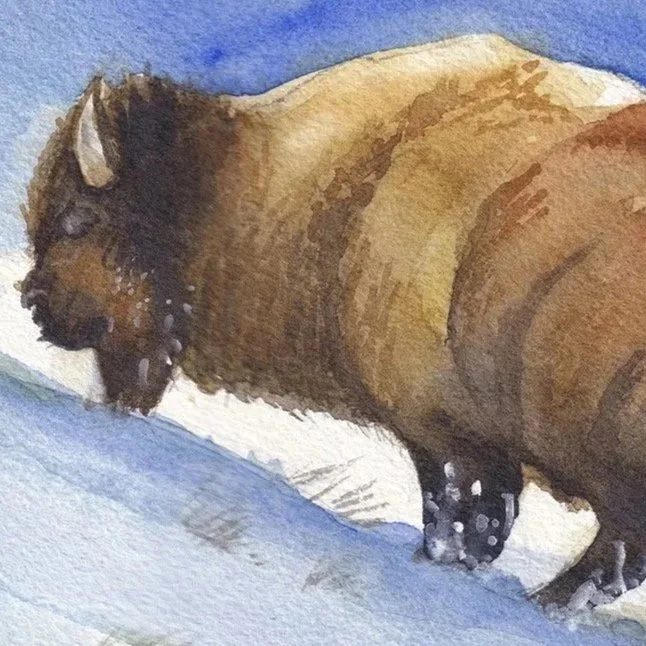 Bison