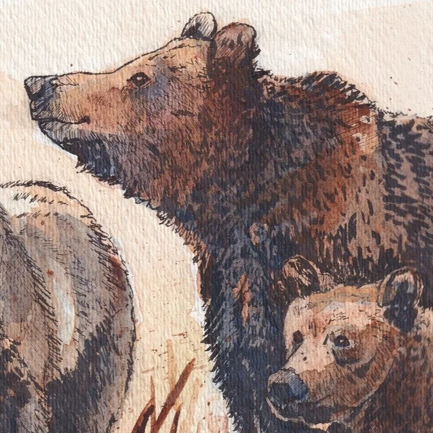3 Bears