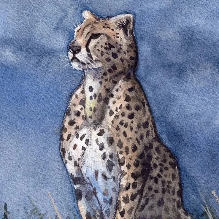 Cheetah