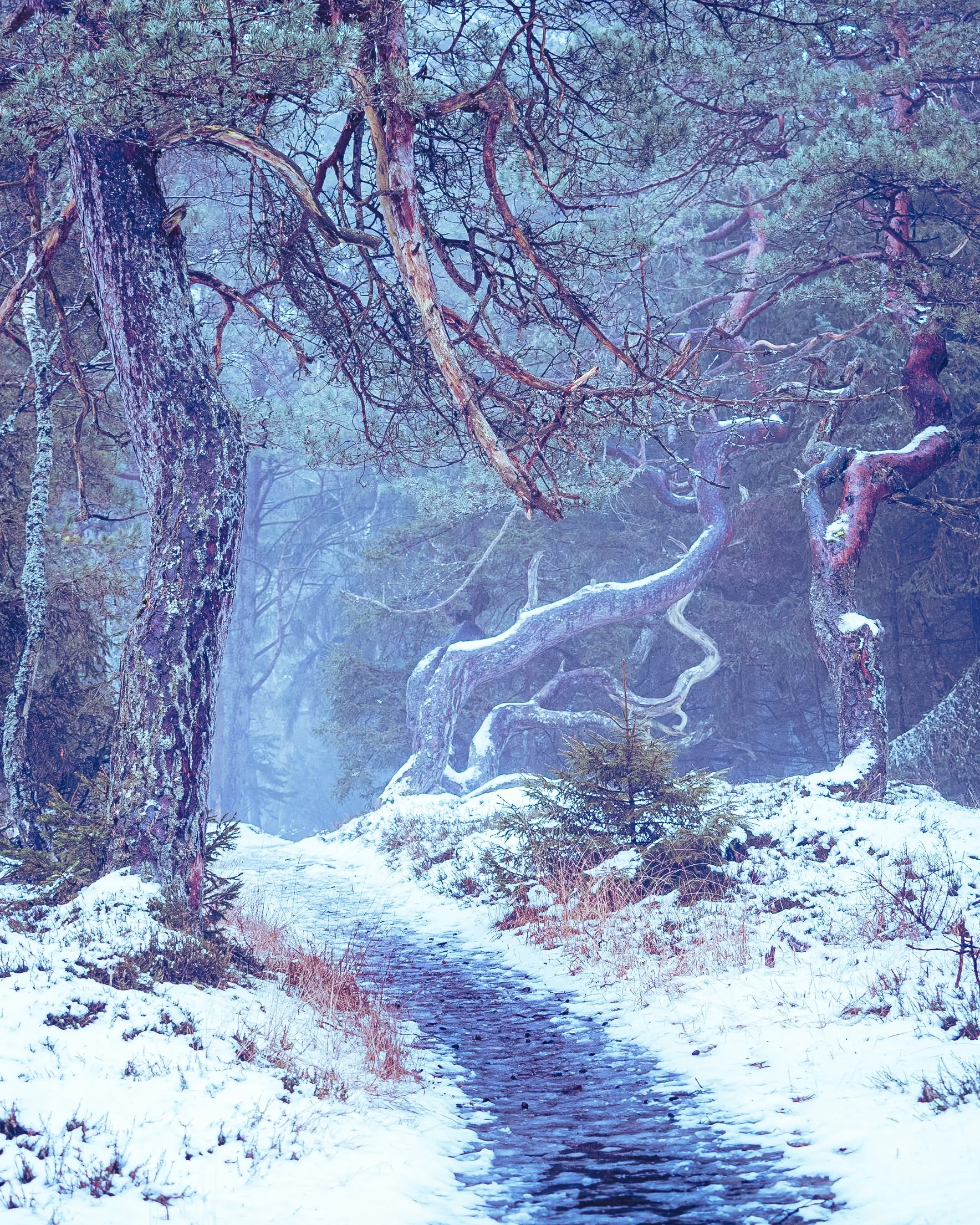 Snow-covered forest path with twisted trees and fog, winter scene.