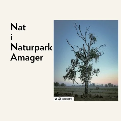 A logo for Nat i Naturparkg Amager featuring a photograph of a leafless tree in a field during sunset or sunrise.
