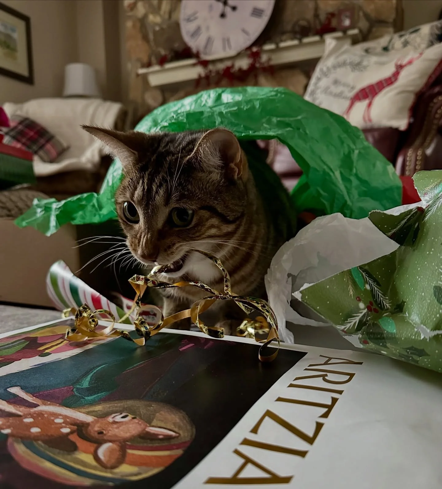 Merry Christmas! 

#merrychristmas #christmasmorning #christmascat